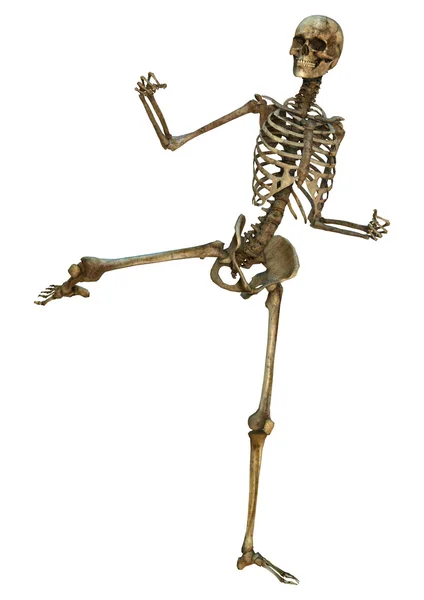 Human Skeleton — Stock Photo, Image