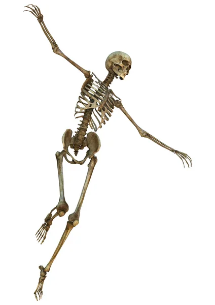 Human Skeleton — Stock Photo, Image