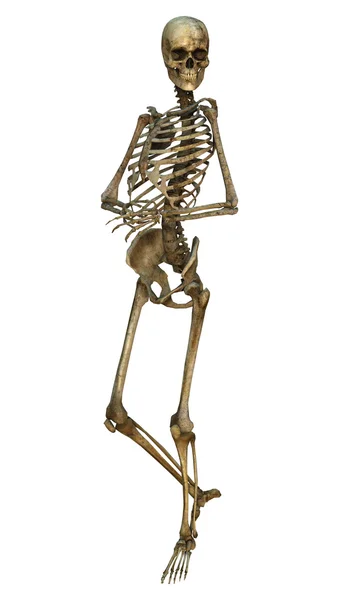 Human Skeleton — Stock Photo, Image