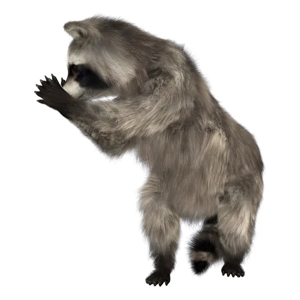 Waschbär — Stockfoto