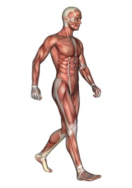 erkek anatomisi şekil