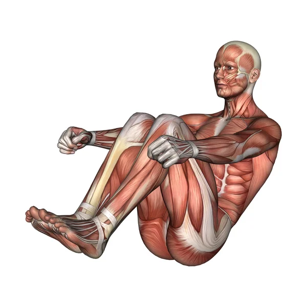 Figura de anatomía masculina — Foto de Stock