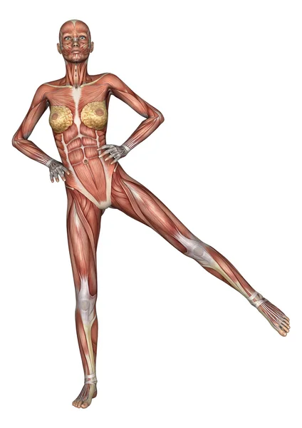 Kvinnliga anatomin figur — Stockfoto