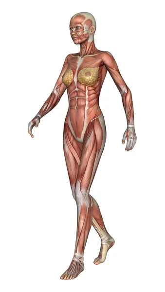 Figura de anatomía femenina — Foto de Stock