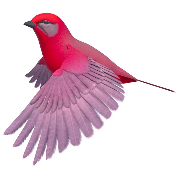 Pájaro cantor Tanager —  Fotos de Stock
