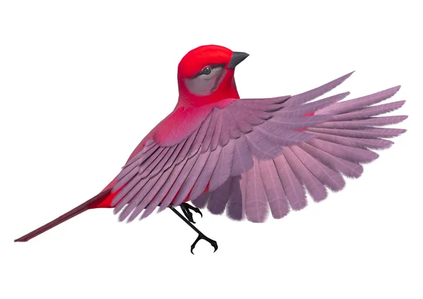 Pájaro cantor Tanager —  Fotos de Stock