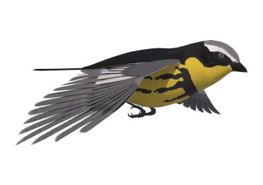 Songbird ötleğen