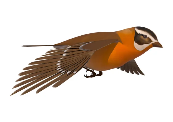 Songbird Grosbeak — стокове фото