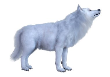 Beyaz arkaplanda izole edilmiş bir kutup kurdunun 3D görüntüsü