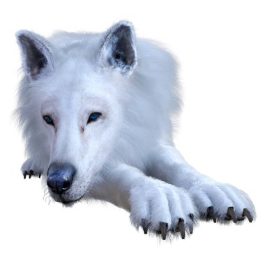 Beyaz arkaplanda izole edilmiş bir kutup kurdunun 3D görüntüsü