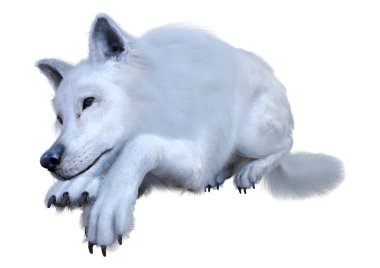 Beyaz arkaplanda izole edilmiş bir kutup kurdunun 3D görüntüsü