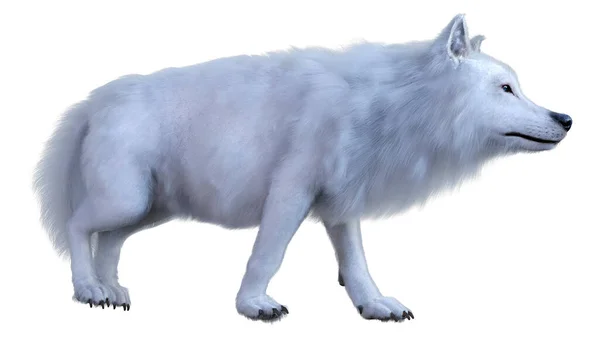 在白色背景下孤立的北极狼的3D渲染 — 图库照片