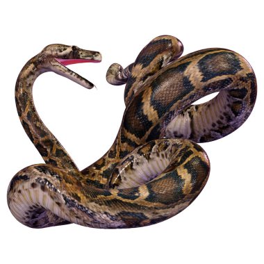 bir Birmanya python veya Python bivittatus, dünyanın en büyük yılan 3D render
