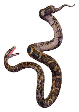 bir Birmanya python veya Python bivittatus, dünyanın en büyük yılan 3D render