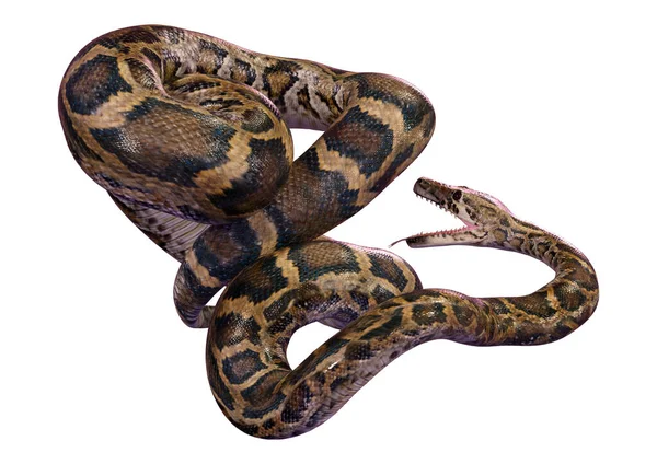 ビルマのニシキヘビや Python Bivittatus 世界で最大のヘビの レンダリング — ストック写真
