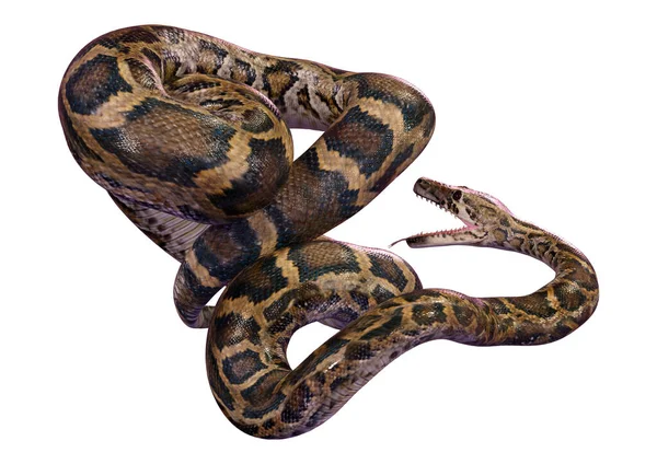 bir Birmanya python veya Python bivittatus, dünyanın en büyük yılan 3D render