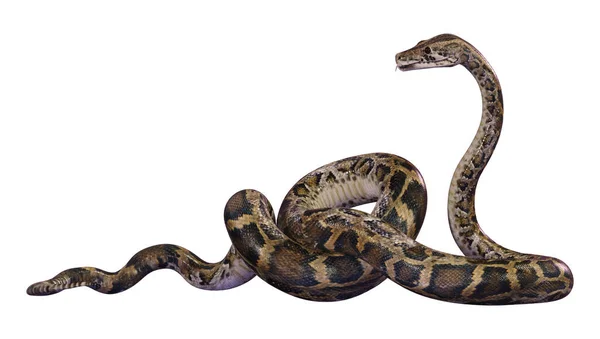 Darstellung Einer Burmesischen Python Oder Python Bivittatus Einer Der Größten — Stockfoto
