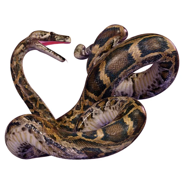 渲染的缅甸蟒或者 Python Bivittatus 世界上最大的蛇之一 — 图库照片
