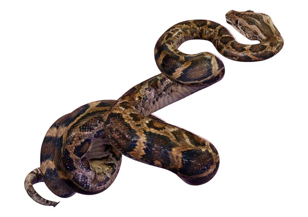 渲染的缅甸蟒或者 Python Bivittatus 世界上最大的蛇之一 — 图库照片