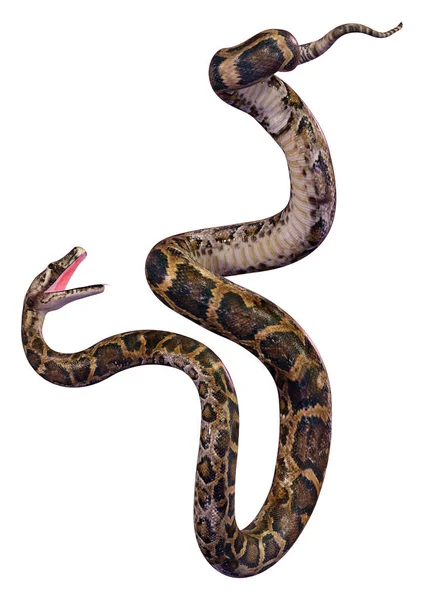 ビルマのニシキヘビや Python Bivittatus 世界で最大のヘビの レンダリング — ストック写真