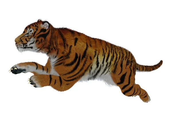 Tigre saltando sobre blanco —  Fotos de Stock