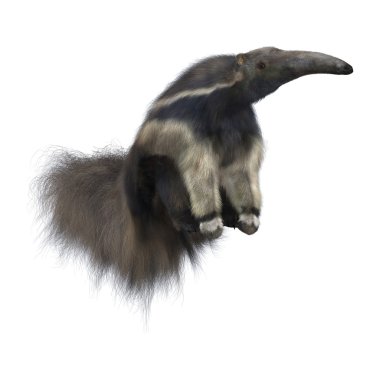 Giant Anteater clipart