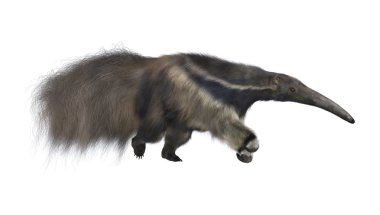 Giant Anteater clipart