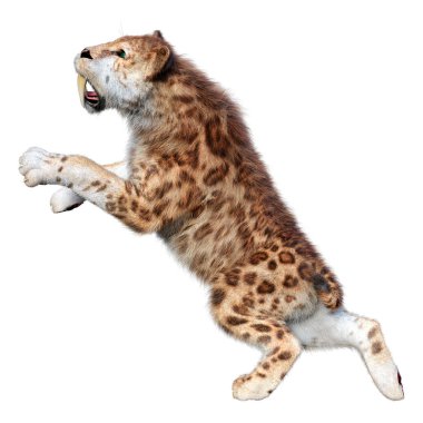 Kılıç dişli kaplanın 3 boyutlu görüntüsü beyaz arkaplanda izole edilmiş.