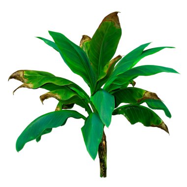 Beyaz arkaplanda izole edilmiş bir tropikal muz ağacının 3 boyutlu canlandırması