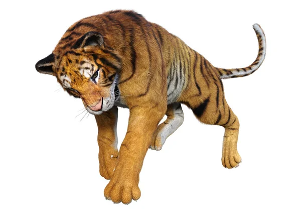 Рендеринг Большого Кота Тигра Белом Фоне — стоковое фото