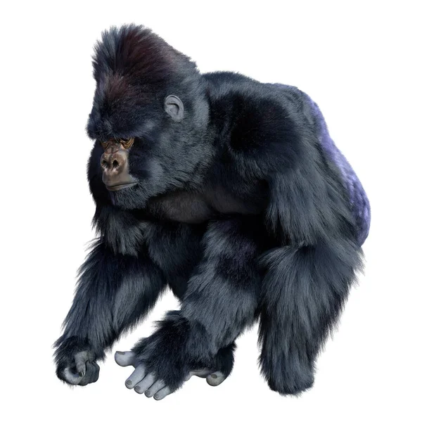 Återgivning Svart Gorilla Apa Isolerad Vit Bakgrund — Stockfoto