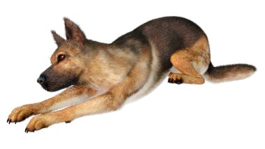 Beyaz arka planda izole edilmiş bir Alman çoban köpeğinin 3 boyutlu görüntüsü
