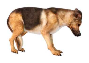 Beyaz arka planda izole edilmiş bir Alman çoban köpeğinin 3 boyutlu görüntüsü