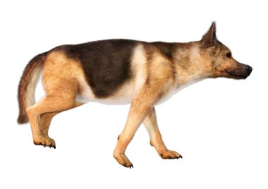 Beyaz arka planda izole edilmiş bir Alman çoban köpeğinin 3 boyutlu görüntüsü