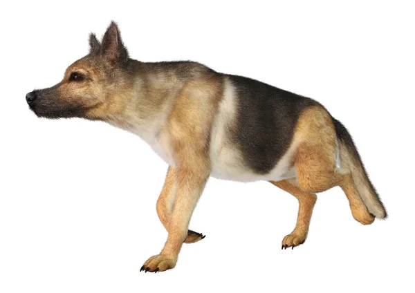Rendering Eines Schäferhundes Isoliert Auf Weißem Hintergrund — Stockfoto