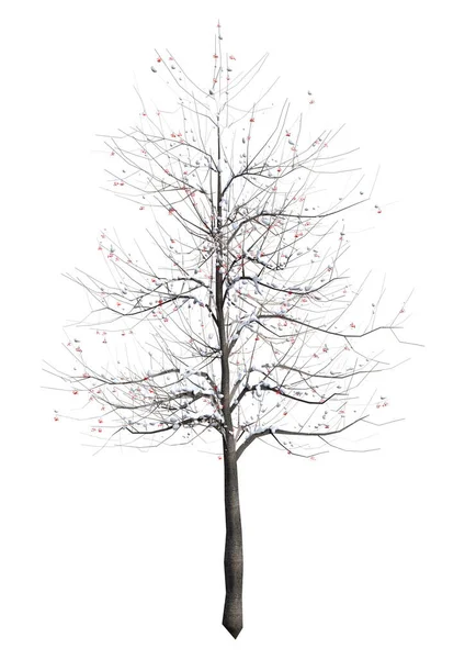 Απόδοση Ενός Δέντρου Κωπηλασίας Κόκκινα Μούρα Χειμώνα Απομονωμένο Λευκό Φόντο — Φωτογραφία Αρχείου