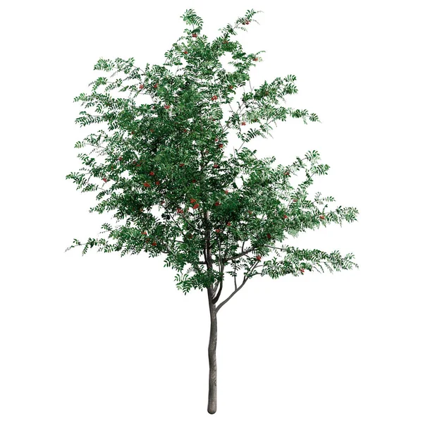 Weergave Van Een Groene Rowan Boom Met Rode Bessen Geïsoleerd — Stockfoto