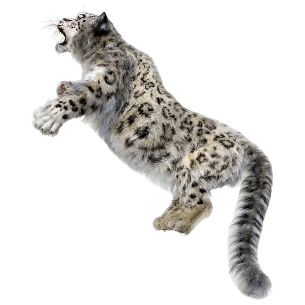 Rendering Grande Gatto Leopardo Delle Nevi Isolato Sfondo Bianco — Foto Stock