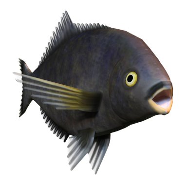 Beyaz arka planda izole edilmiş bir Karadeniz levreğinin 3 boyutlu görüntüsü