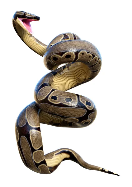 Darstellung Einer Kugelpython Oder Python Regius Isoliert Auf Weißem Hintergrund — Stockfoto