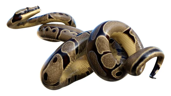 Weergave Van Een Bal Python Python Regius Geïsoleerd Witte Achtergrond — Stockfoto