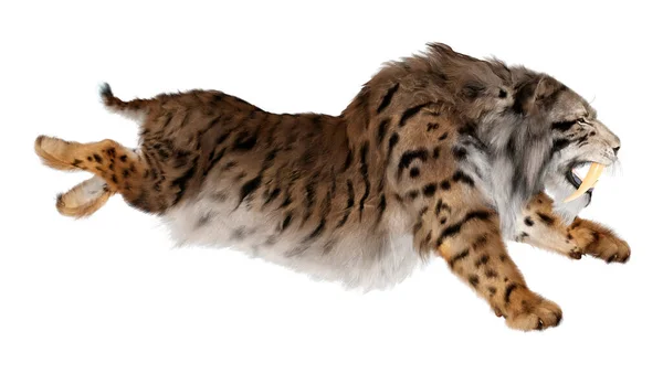 Rendering Una Tigre Dai Denti Sciabola Isolata Sfondo Bianco — Foto Stock