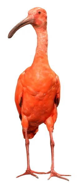 白い背景に隔離された緋色のイビスまたはエウドシムスのゴム製の鳥の3Dレンダリング — ストック写真