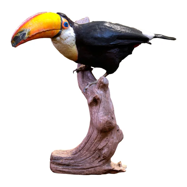 Rendu Oiseau Toucan Isolé Sur Fond Blanc — Photo