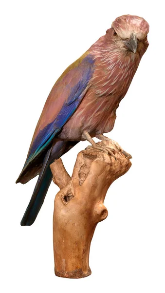 Återgivning Europeisk Roller Eller Coracias Garrulus Fågel Isolerad Vit Bakgrund — Stockfoto