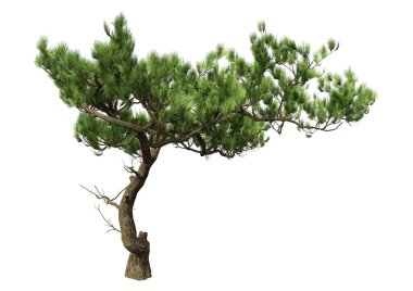 Beyaz arkaplanda izole edilmiş yeşil bir çam ağacının 3B görüntüsü