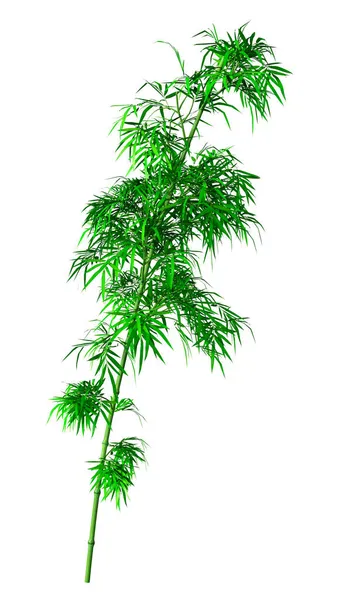 Rendering Green Bamboo Tree Isolated White Background — Stock Photo, Image