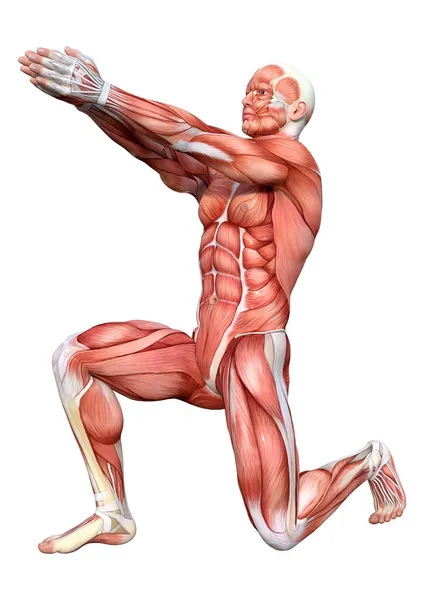 Rendering Einer Männlichen Figur Mit Muskelkarten Auf Weißem Hintergrund — Stockfoto