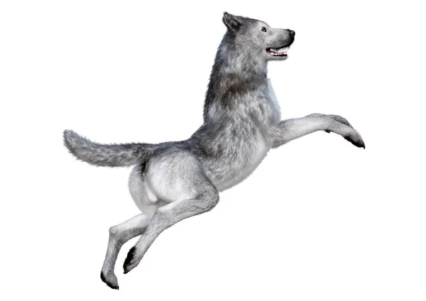 Rendering Big Gray Wolf Isolated White Background — Stock Photo, Image