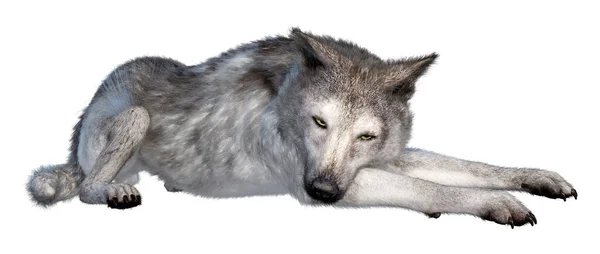 Рендеринг Большого Серого Волка Белом Фоне — стоковое фото